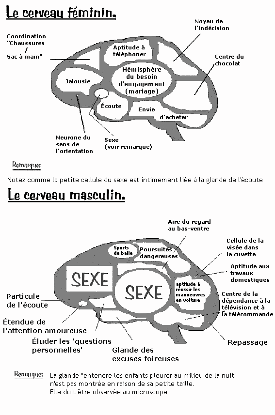 Le cerveau masculin et féminin