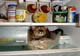 Chat dans le frigo