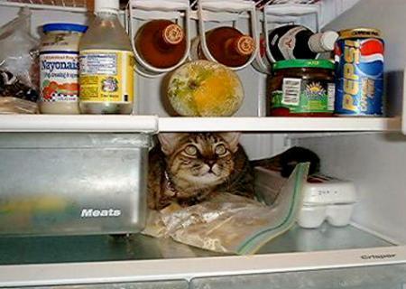 chat-dans-frigo.jpg